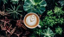 coffee-in-plants