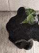 Web_Test-ML-456026-Mushroom-stool-Black_sf1_DTP