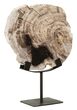 Web_Test-ML-890932-Fossil-statue_2