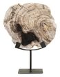 Web_Test-ML-890932-Fossil-statue_1